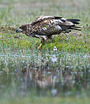 BB 09 0077 / Haliaeetus albicilla / Havørn